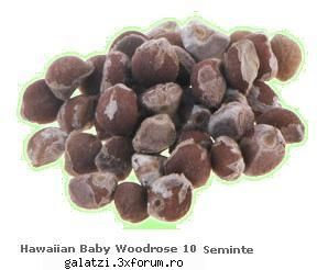hawaiian baby woodrose 10    30 ron    livrare in 2 ore pentru clientii din galati si 24 ore pentru